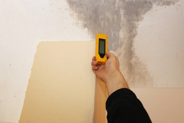 Best Emergency Mold Remediation  in Stevensville, MI