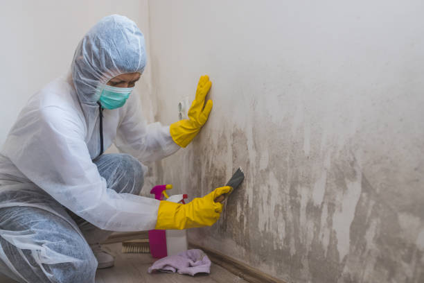 Best Mold Damage Restoration  in Stevensville, MI