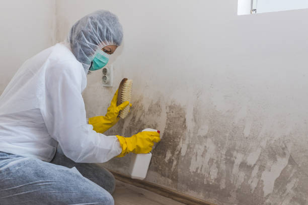 Best Crawl Space Mold Remediation  in Stevensville, MI