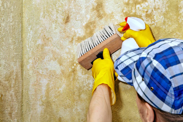 Best Mold-Related Health Consultation  in Stevensville, MI