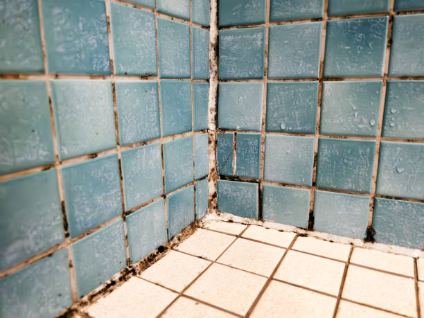 Best Water Damage & Mold Remediation  in Stevensville, MI