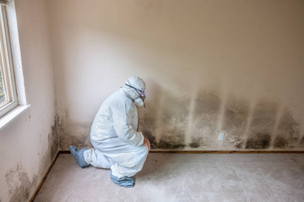 Best Mold Prevention Services  in Stevensville, MI
