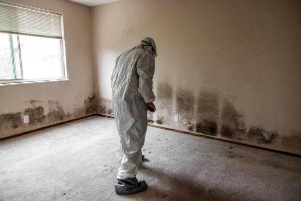 Best Commercial Mold Inspection  in Stevensville, MI