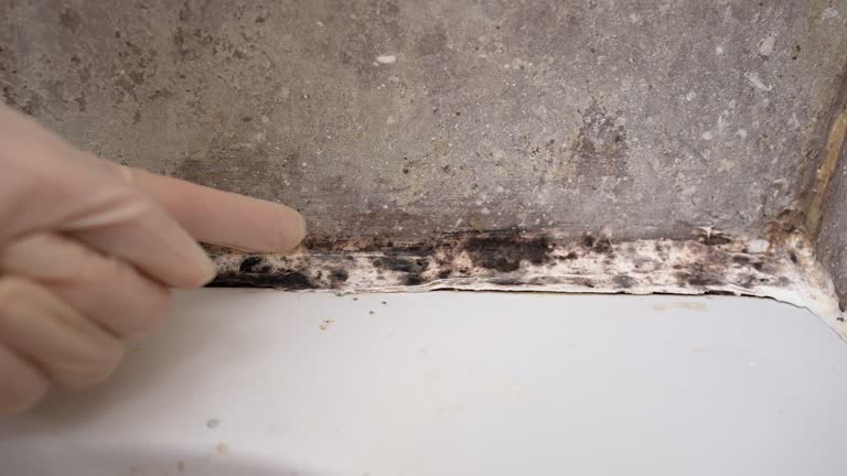 Best Air Quality Testing for Mold Spores  in Stevensville, MI